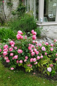 Τριαντάφυλλα στο σπίτι