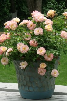Τριαντάφυλλα σε γλάστρες