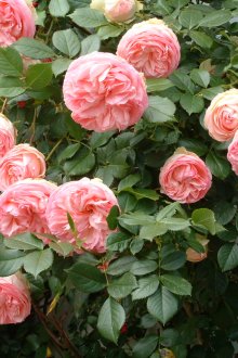 Κινέζοι αυξήθηκαν στο σχεδιασμό τοπίου