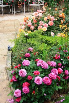 Ανθοπωλείο από τριαντάφυλλα στον κήπο