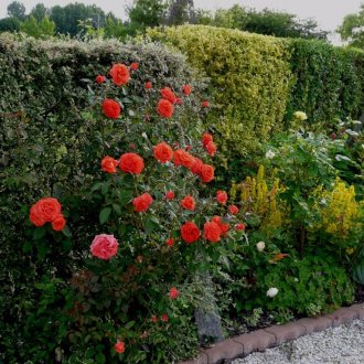 Κόκκινα τριαντάφυλλα στον εξωραϊσμό