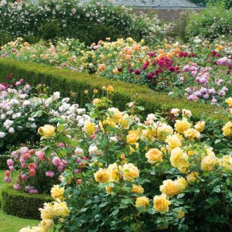 Γύρω από ανθισμένα τριαντάφυλλα