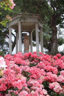 Τριαντάφυλλα στον κήπο