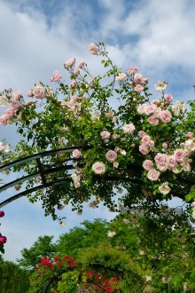 Πέργκολα με τριαντάφυλλα
