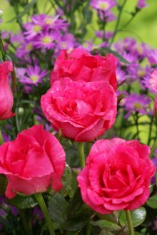 Ροζ αυξήθηκε στον σχεδιασμό του κήπου