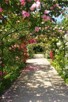 Τριαντάφυλλα στο σχεδιασμό του κήπου