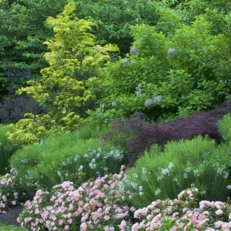 Κήπος αυξήθηκε