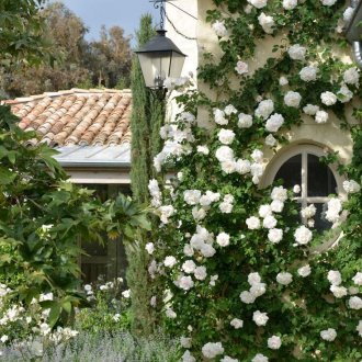 Τριαντάφυλλα στον Μεσογειακό Κήπο