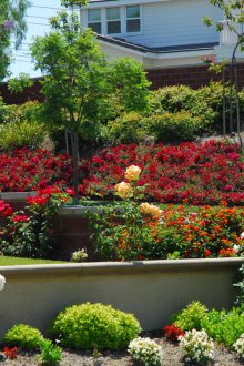 Τριαντάφυλλο στον κήπο