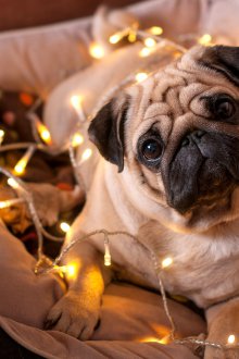 Σύμβολο του νέου έτους