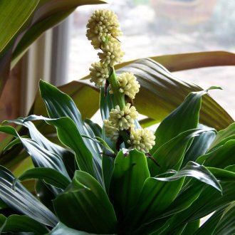 Kvitnúce dracaena