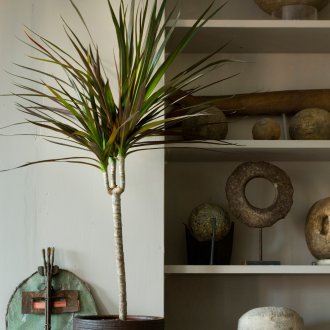 Dracaena v interiéri