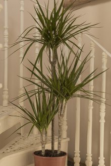 Dracaena δέντρο