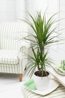 Dracaena στο σπίτι
