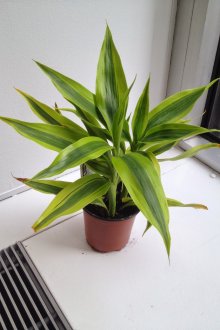 Αρωματική Dracaena