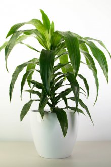 Dracaena Janet