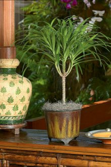 Dracaena στο εθνοτικό εσωτερικό