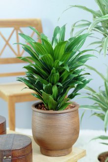 Dracaena σε πήλινο δοχείο