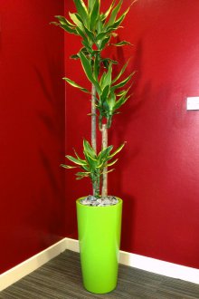 Δρακάνα Χρυσή Ακτή