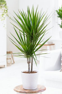 Dracaena στο σαλόνι