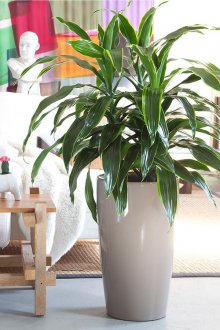 Δρακάνα στο εσωτερικό