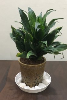 Dracaena Compact