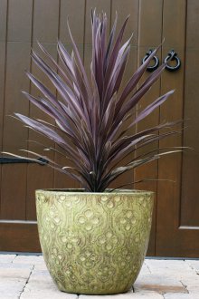 Κόκκινο dracaena