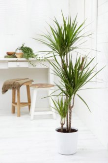Dracaena στην κουζίνα