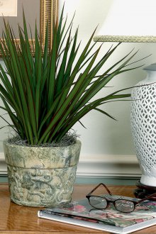 Dracaena Μαδαγασκάρη