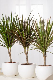 Πότισμα dracaena