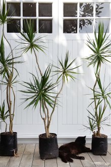 Φύτευση dracaena