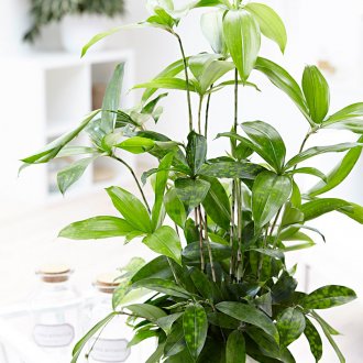 Δρακάνα με στίγματα