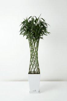 Dracaena Sanderian