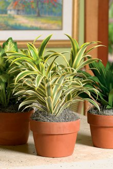 Dracaena Φροντίδα