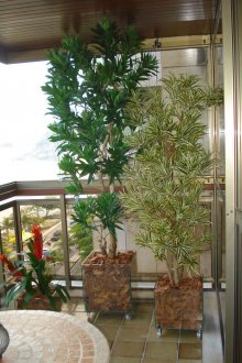 Η καλλιέργεια της Dracaena