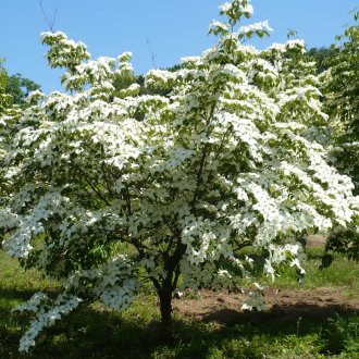 Ανθοφόρο δέντρο στον κήπο