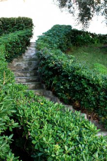 Φράχτη από διακοσμητικούς θάμνους