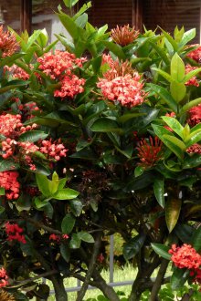 Διακοσμητικοί θάμνοι με κόκκινα λουλούδια.