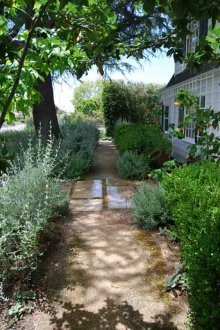 Διακοσμητικές φυλλοβόλες θάμνοι