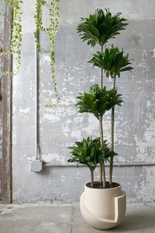 Διακοσμητική φοίνικα