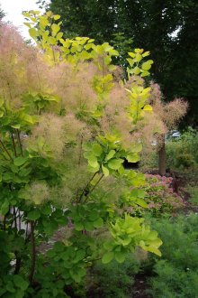 Διακοσμητικός θάμνος