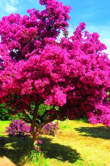 Διακοσμητικός θάμνος με ροζ λουλούδια