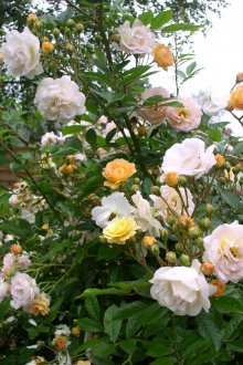 Διακοσμητικό τριαντάφυλλο