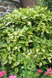 Διακοσμητικά θάμνοι στον κήπο