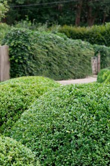 Διακοσμητικοί θάμνοι σε σχήμα μπάλας
