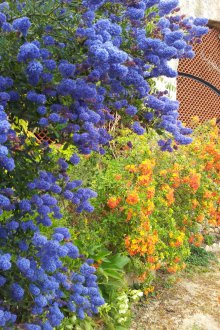 Διακοσμητικά μπλε θάμνοι