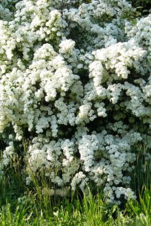 Διακοσμητικοί θάμνοι με ταξιανθίες