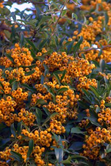 Διακοσμητικοί θάμνοι με μούρα.