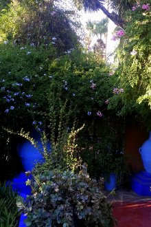 Καλλωπιστικά θάμνοι στο φράχτη