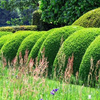 Πράσινοι διακοσμητικοί θάμνοι